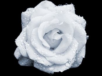 Close-up of wet rose blooming against black background