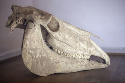 Skull of a horse indoors. the bone of the head of a mammal. a large skull resembling a dinosaur. 