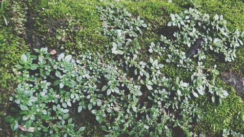 High angle view of flowering plants on land