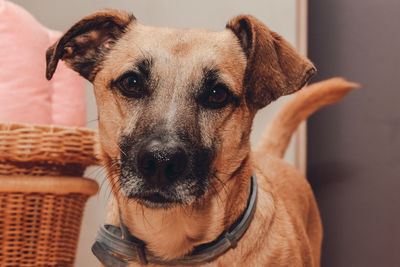 Close-up portrait of dog in basket