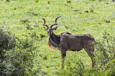 Deer standing in a forest