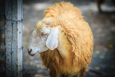 Close-up of a sheep