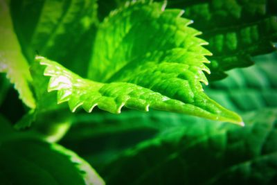 Close-up of leaves