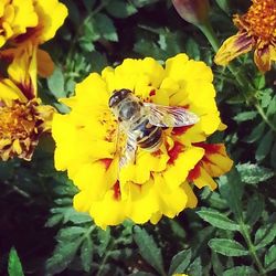 Close-up of honey bee pollinating flower