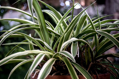 Chlorophytum cosmoso on pot and bokeh effect