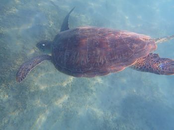animal wildlife