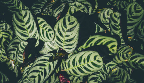 Full frame shot of succulent plant leaves