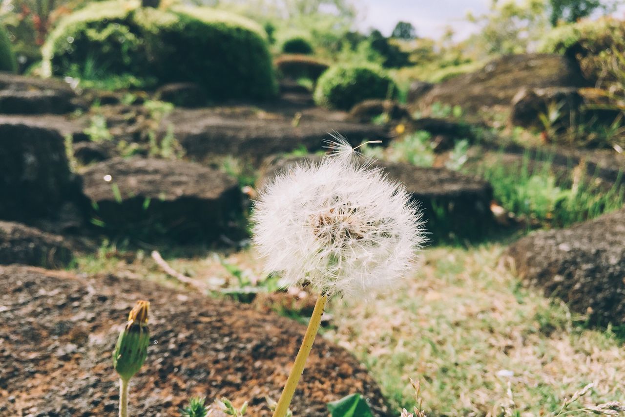 nature, growth, plant, field, outdoors, no people, tranquility, fragility, beauty in nature, grass, day, close-up