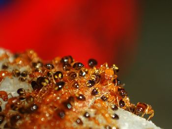 Close-up of insect on water