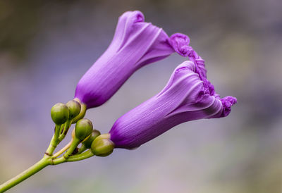 Close-up of purple flower buds