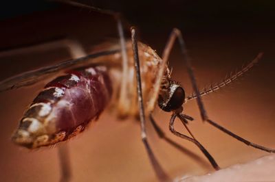 Close-up of spider