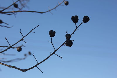 Low angle view of tree against sky