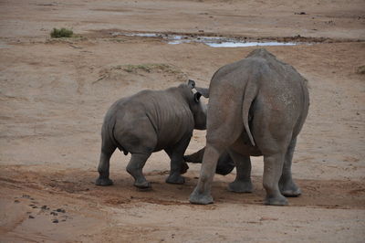 View of elephant standing on land