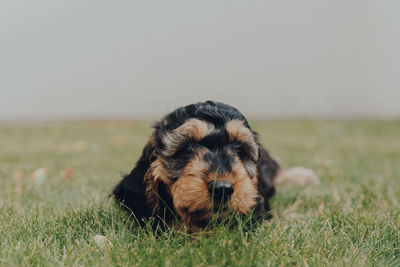 Close up portrait of a two month old cockapoo puppy laying and relaxing on a grass in the garden.