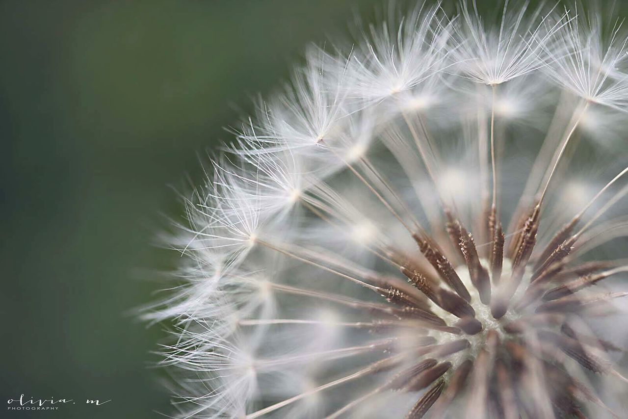 growth, dandelion, close-up, freshness, nature, fragility, flower, beauty in nature, plant, softness, flower head, spiked, natural pattern, full frame, no people, thorn, cactus, dandelion seed, outdoors, day