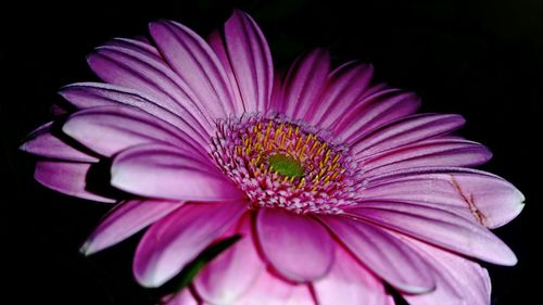 Close-up of pink flower blooming outdoors