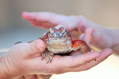 Close-up of hand holding crab