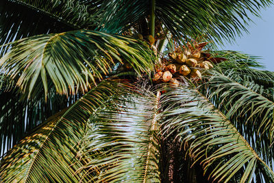 Low angle view of palm tree against sky