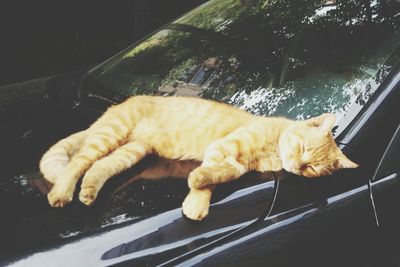 Close-up of cat lying on car