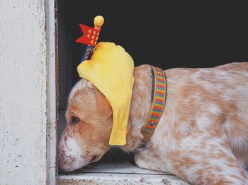 Close-up of a dog resting