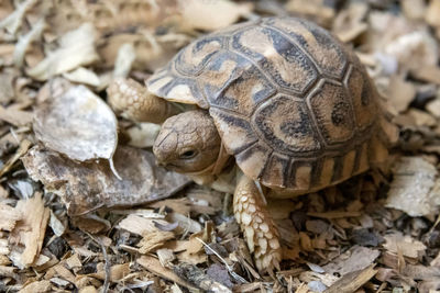 Close-up of turtle on ground