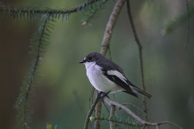 Close-up of bird perching on branch