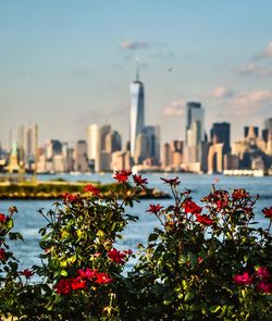 Close-up of flowers with city in background