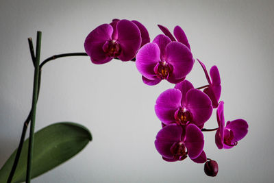 Close-up of pink orchids against white background