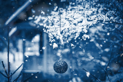 Close-up of snow covered tree branches