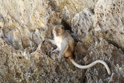 High angle view of a cat on rock