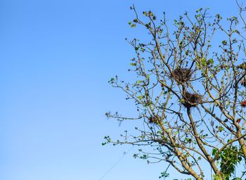 Low angle view of flowering tree against clear blue sky