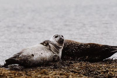 Close-up of seal lying on field