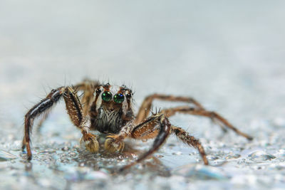 Close-up of jumping spider on wet land
