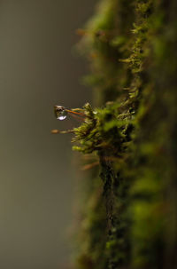 Close-up of bird flying