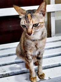 Close-up of a cat