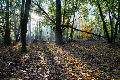 Sunlight falling on autumn leaves in forest