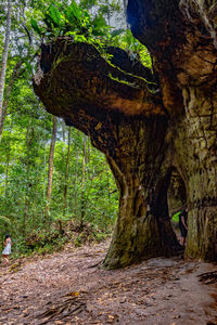 Trees in forest