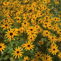 Close-up of yellow flower