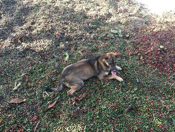 High angle view of dog relaxing on grass