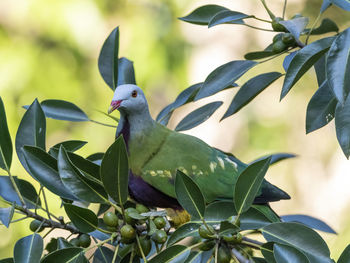 Bird perching on a plant