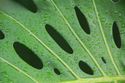 Close-up of raindrops on leaves