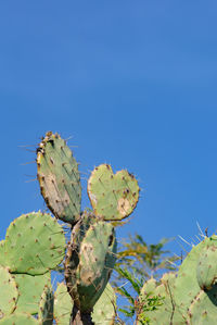 Low angle view of plant