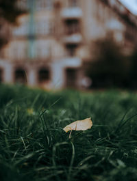 Close-up of white flowering plant on field