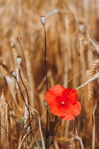 Close-up of red poppy flower on field