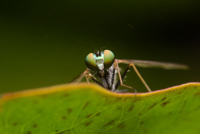 Close-up of damselfly on leaf