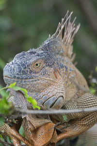 Close-up of iguana