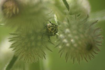 Close-up of plant against blurred background