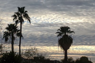 Low angle view of palm trees against sky during sunset