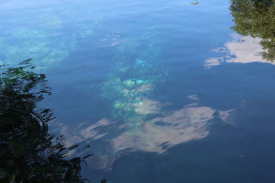 High angle view of swimming underwater