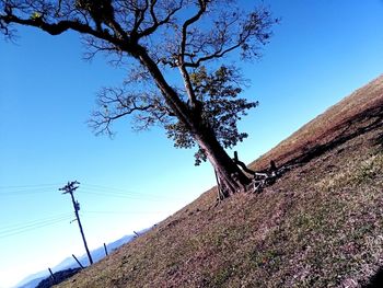 Low angle view of tree against clear sky